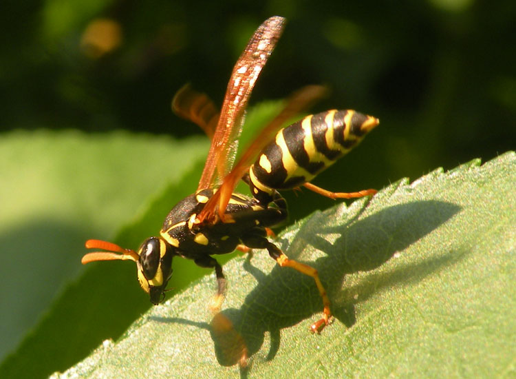 Quattro Polistes di specie diverse